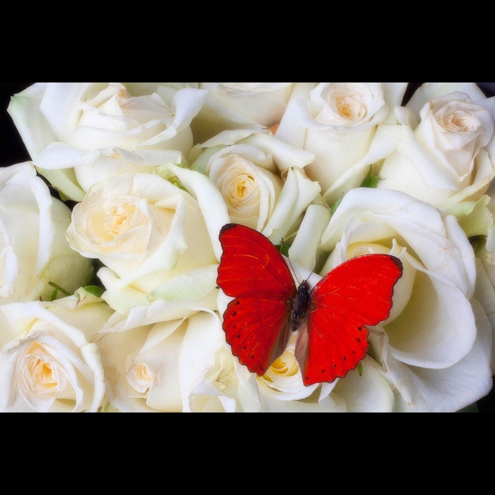 Meet your Posher, Paris